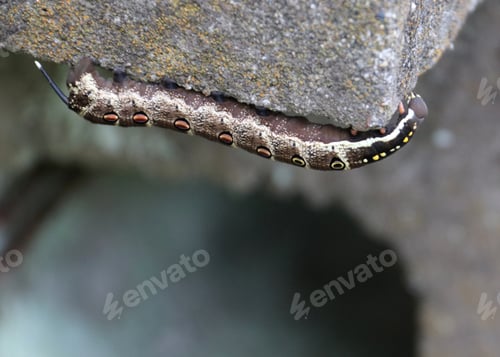 Preview: Elephant hawk-moth caterpillar