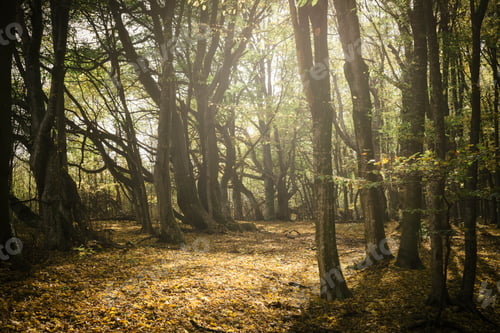Preview: sunny autumn morning in the woods