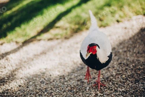 Preview: Beautiful pheasants walking in sunny botanical garden
