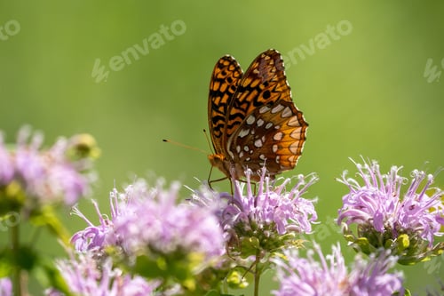 Preview: Macro shot of a great spangled fritillary butterfly on wild bergamot flowers