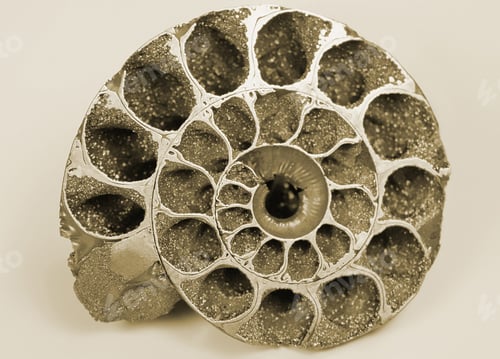 Preview: fossilized cockleshell