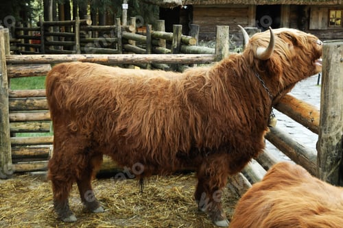 Preview: Cute Scottish cow in park in autumn day