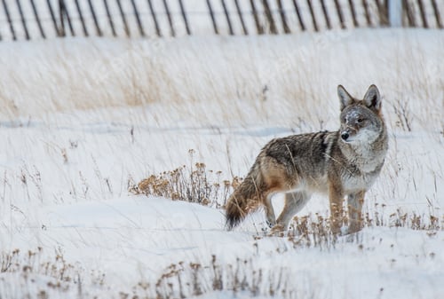 Preview: Coyote Winter Hunt