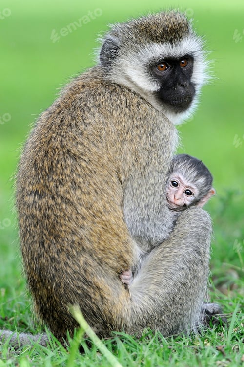 Preview: Vervet monkey