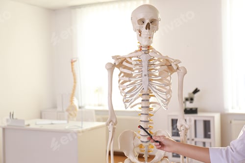 Preview: Orthopedist pointing on human skeleton model in clinic, closeup