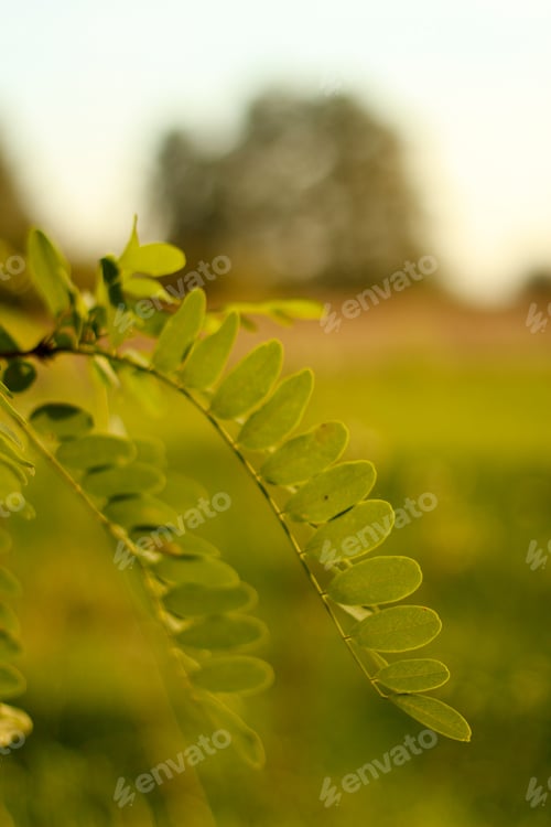 Preview: Closeup tamarind leaves tree. The sun shining through a majestic green tamarind tree on a meadow, wi