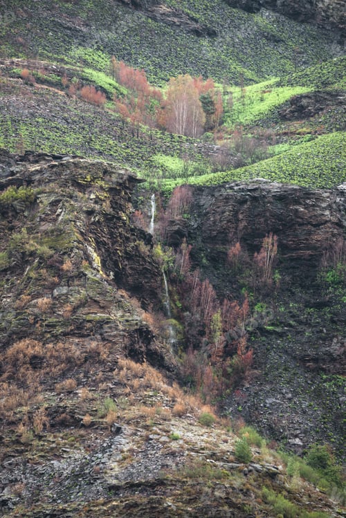 Preview: The green of life is quickly reappearing after the devastation of the forest fires 13