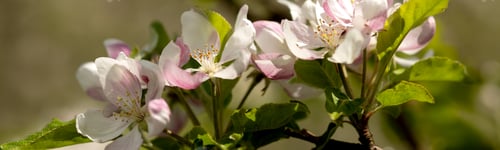 Preview: banner branch of a flowering columnar apple tree in close-up. Blurred background