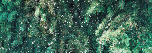 Preview: Christmas tree branches background with falling snow