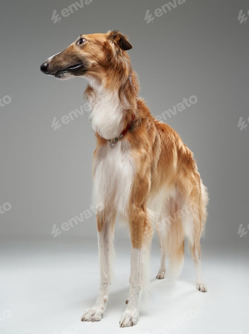 Preview: Brown persian greyhound standing against grey studio background