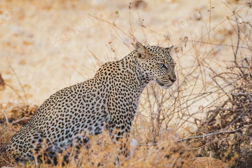 Preview: Young African leopard resting under a tree - Samburu National Reserve, Kenya