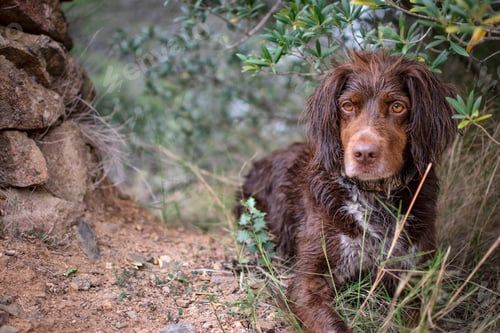 Preview: Brown hunting dog of the munsterlander breed small.