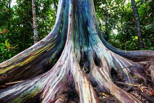 Preview: Eucalyptus