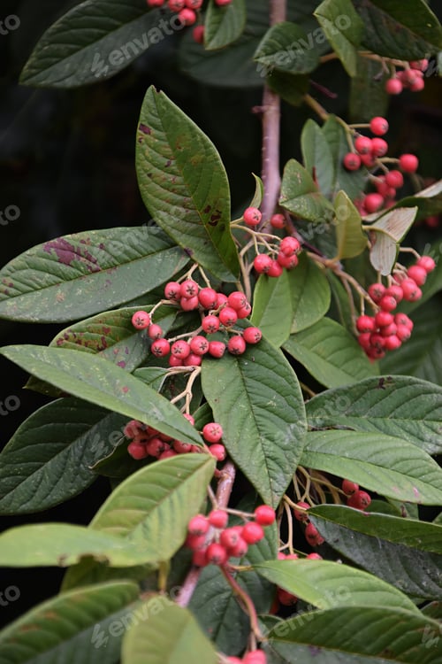 Preview: cotoneaster bush with green leaves and red berries