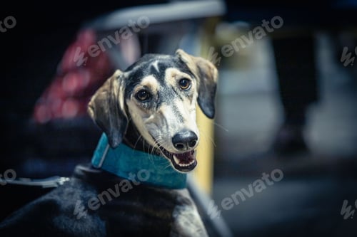 Preview: Closeup of a mixed-breed dog looking straight at the camera during a dog exhibition.