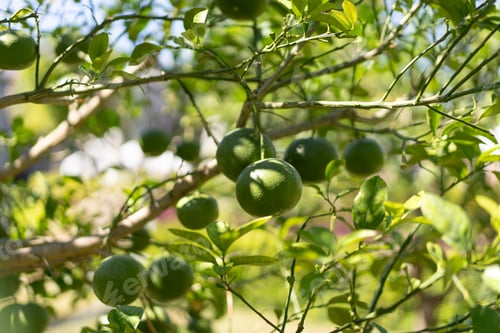 Preview: Green tangerines on a tree. Citrus fruit