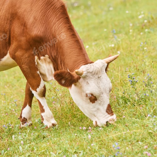Preview: Brown and white cow grazing on a green pasture with wildflowers in a rural farm