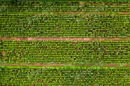 Preview: Aerial view of afforestation of the area. Industrial tree plantation.