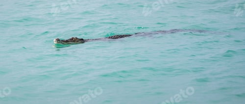 Preview: Crocodile swimming close to the shoreline, saltwater crocodile calmly moves on the water surface.