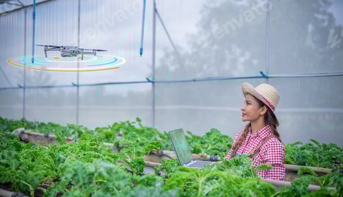 Preview: Young farmer woman checking and holding kale fresh organic vegetable in hydroponic smart farm, produ