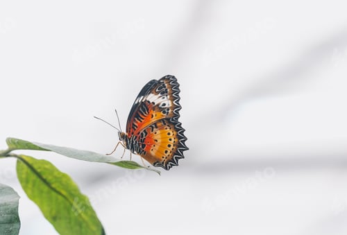 Preview: Leopard Lacewing butterfly resting on a green leaf with soft white background