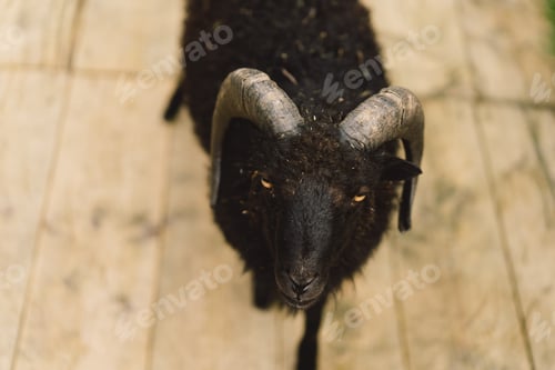 Preview: Beautiful Dwarf sheeps on the farm. Animals on farming