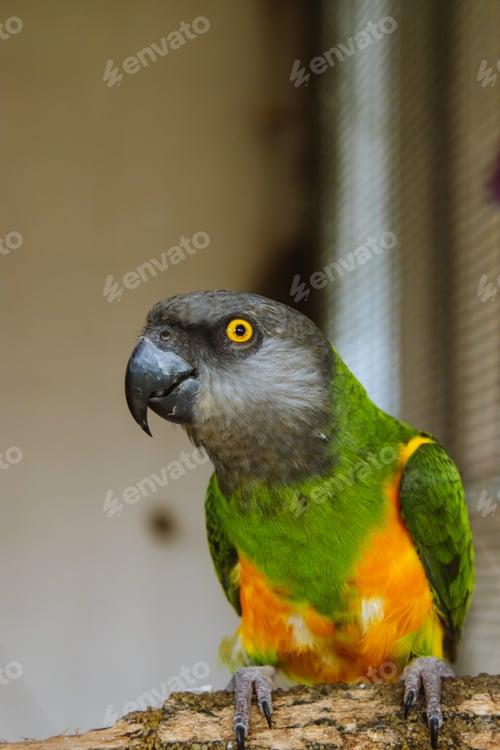 Preview: Parrot