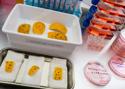 Preview: Samples of a tiny fungus in oranges called Phyllosticta citricarpa or black spot
