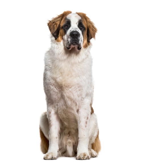 Preview: St.Bernard dog sitting and looking at camera against white background