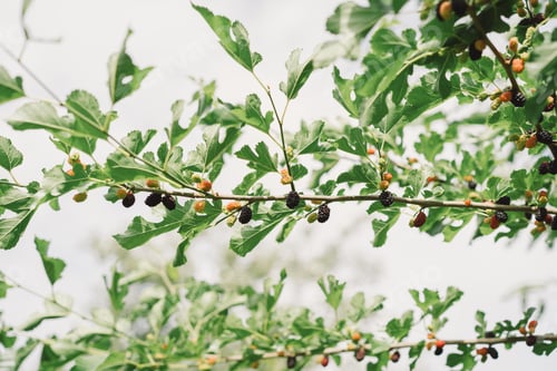 Preview: Mulberry fruit and tree. Black ripe and red unripe mulberries tree on the branch