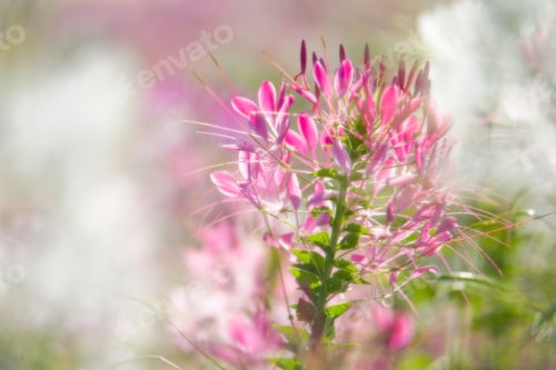 Preview: Close-up view of sweet color flowers on a sunny day