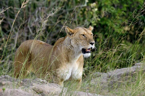 Preview: Lion
