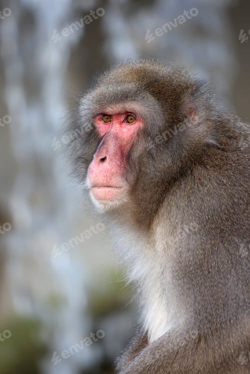 Preview: Japanese Macaque (Macaca Fuscata) portrait