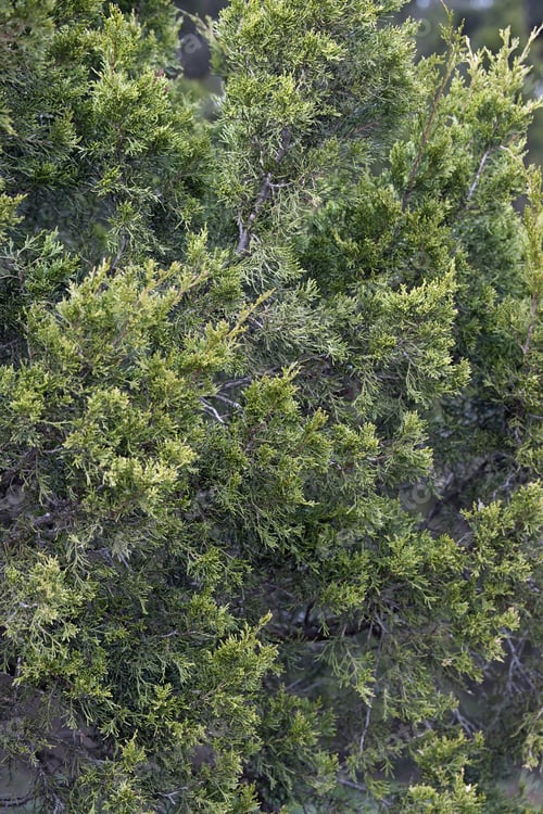 Preview: Red Cedar (Juniperus Virginiana). Called Eastern Redcedar, Virginian Juniper, Eastern Juniper, Red