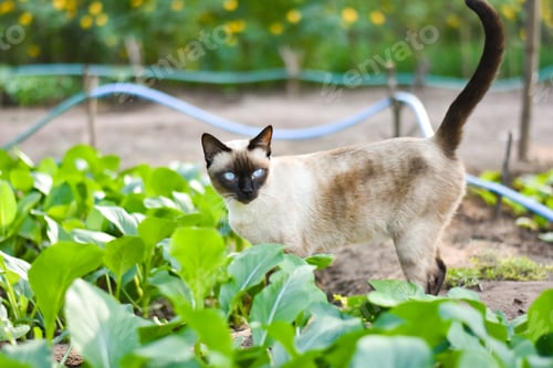 Preview: Siamese cat enjoy and relax in garden with natural sunlight