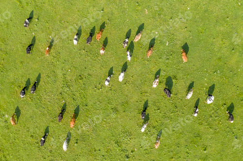 Preview: free grazing cows