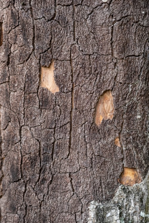 Preview: A close-up photo of a tree trunk. There is a forest in the background