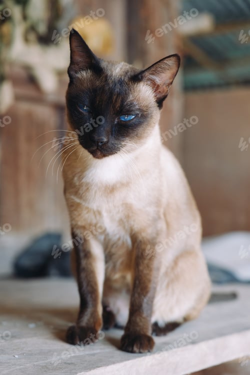 Preview: Siamese cat
