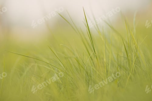 Preview: Spring or summer background with green grass