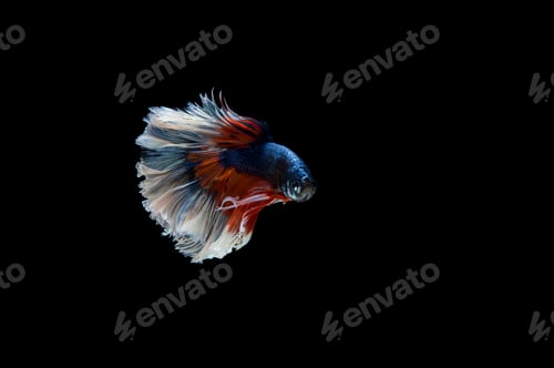 Preview: Beautiful colorful of siamese betta fish