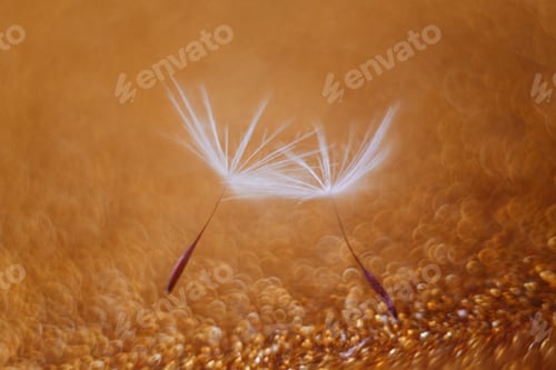 Preview: macro shots of dandelion seeds with water drops on a glitter background