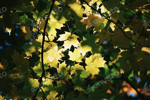 Preview: Autumn leaves and sunlight