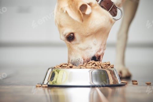 Preview: Dog eating granule from metal bowl