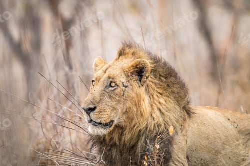 Preview: Side profile of a huge male Lion.