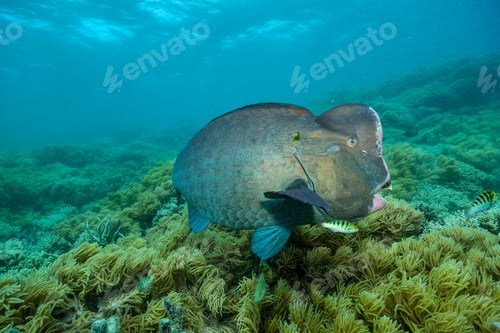 Preview: bumphead parrotfish spotted in moore reef in the great barrier reef