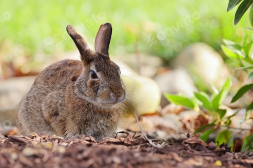Preview: a rabbit is in the dirt next to a bushel