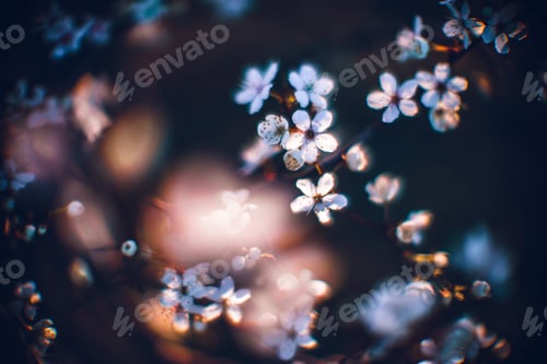 Preview: Closeup shot of a beautiful blossomed cherry tree was a beautiful spring, flowery background