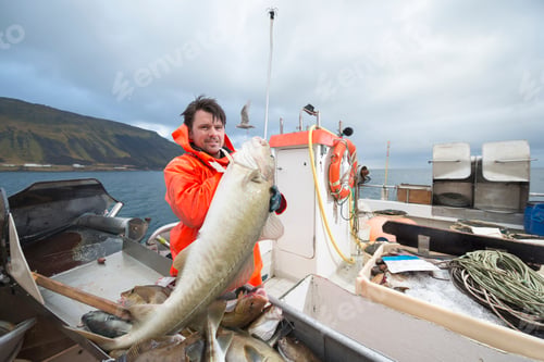 Preview: Fisherman holding freshly caught cod on fishing boat
