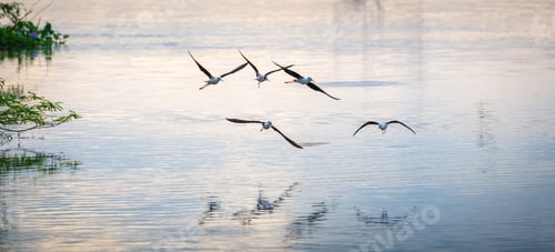 Preview: Flock of black-winged stilt birds flying close to the lagoons water surface in the sunset,