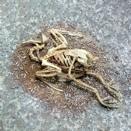 Preview: Bird carcass